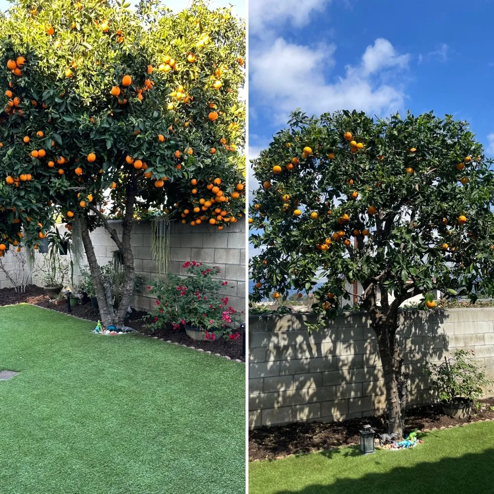 Reliable landscape installation in Buena Park, CA - Arteaga's Garden Service