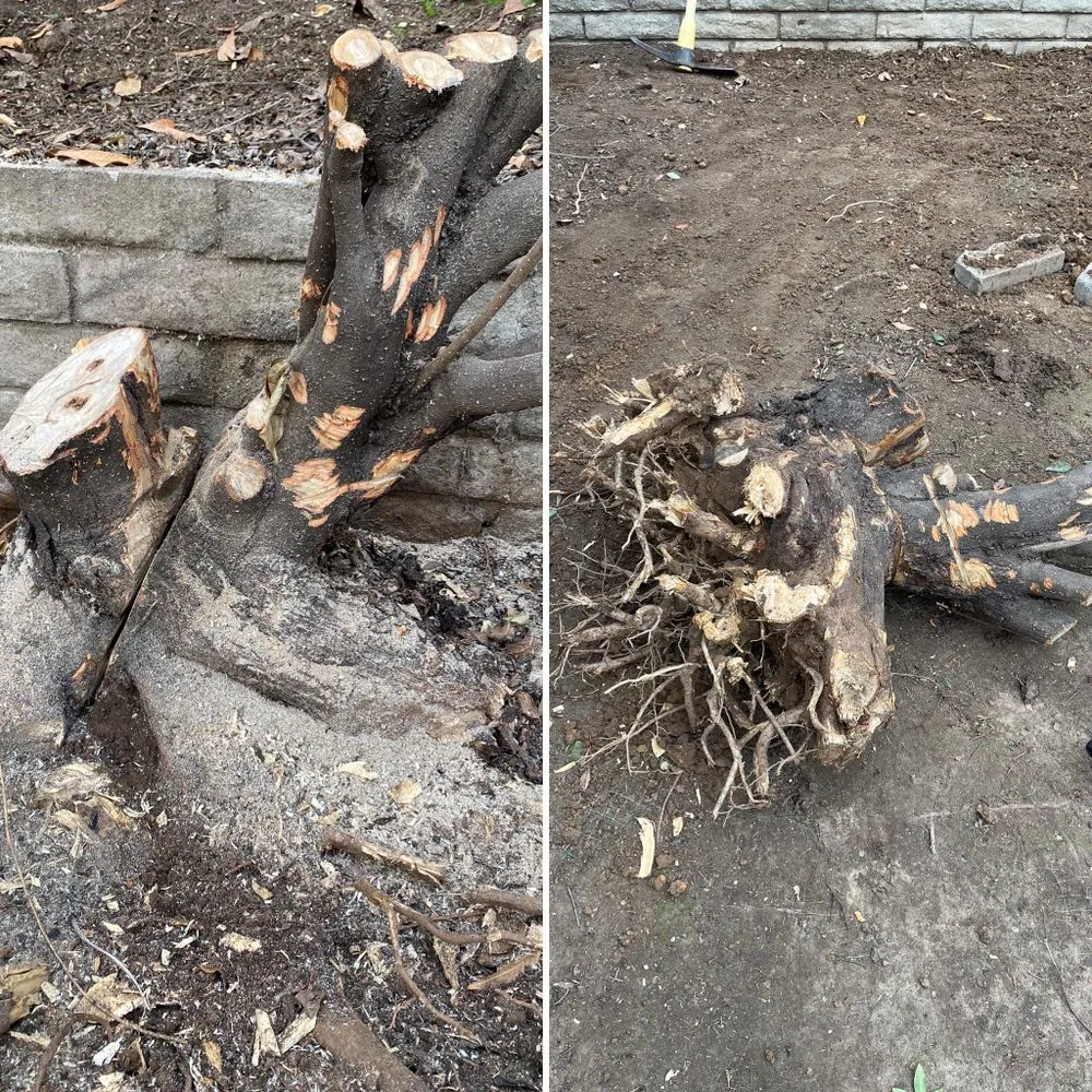 Affordable lawn care service with custom design in Buena Park, CA by Arteaga's Garden Service