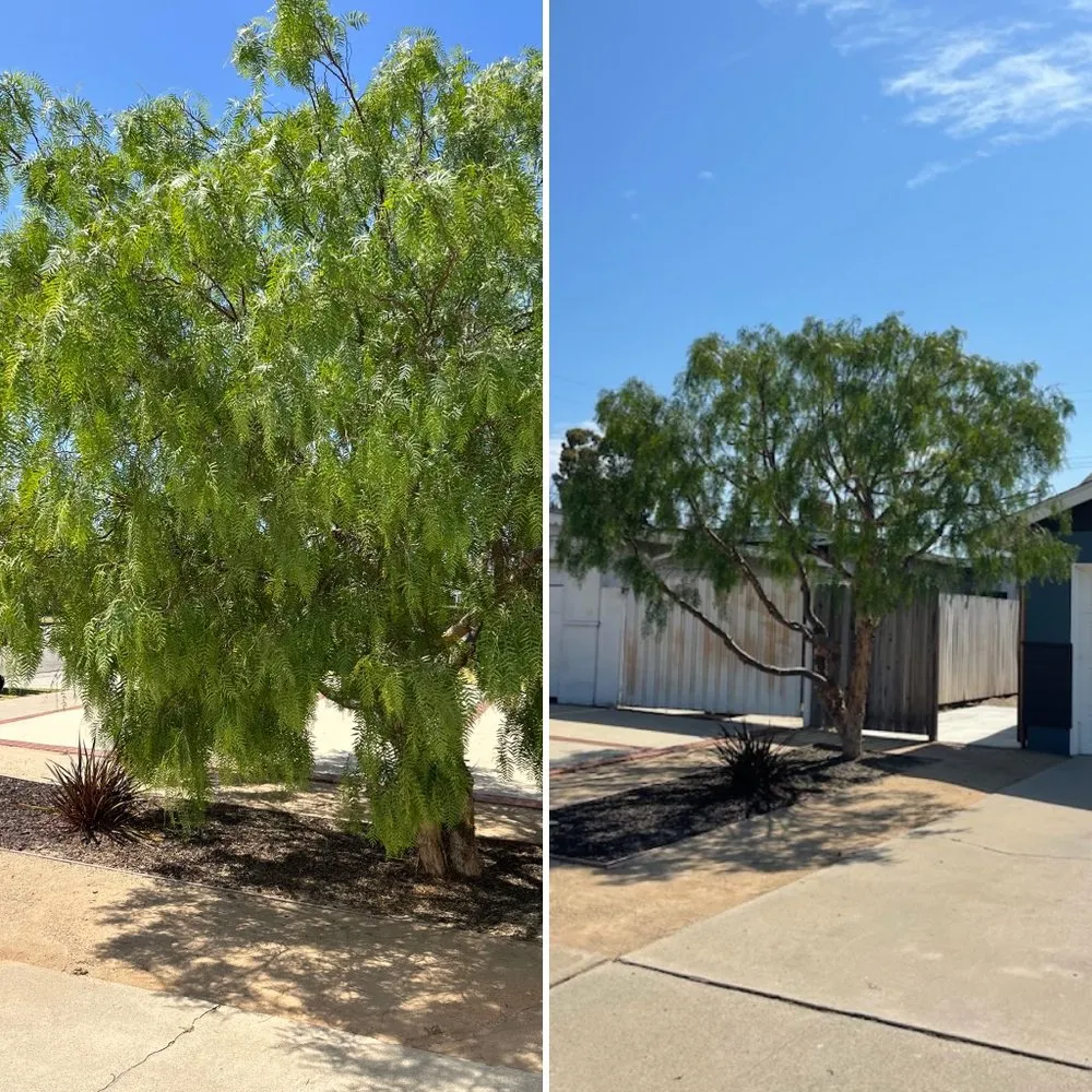 Trusted lawn mowing service experts serving Buena Park, CA - Arteaga's Garden Service