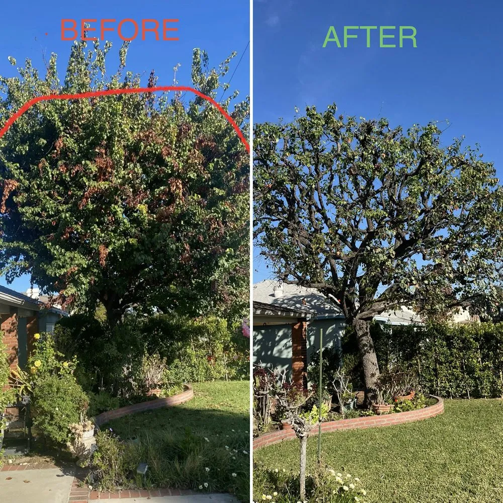 Local landscape design in Buena Park, CA - Arteaga's Garden Service