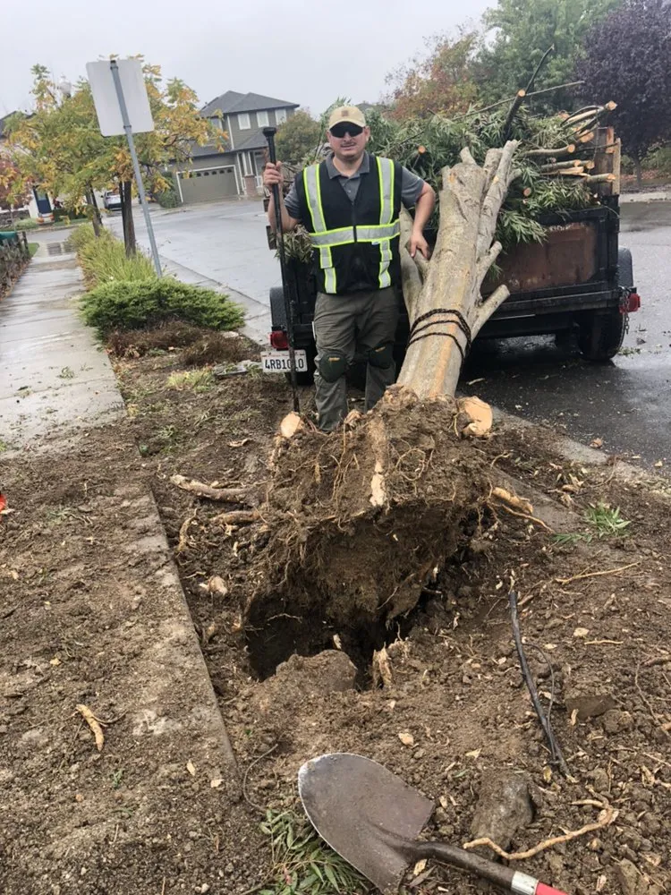 Reliable landscaping services experts serving Petaluma, CA - Artemio Basaldua Landscaping