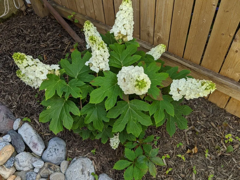 Top-rated landscape installation in Kensington, MD - Arterra Landscapes