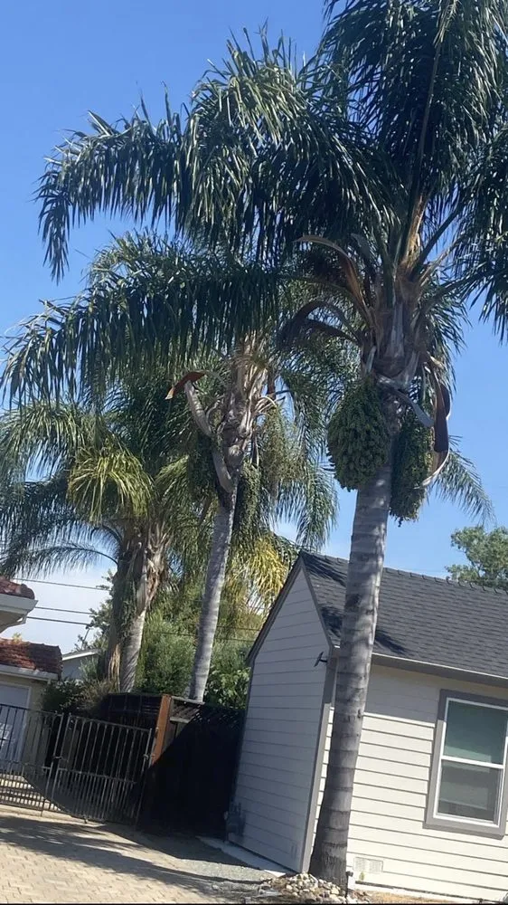 Reliable lawn care service experts serving San Jose, CA - Artesanal Concepts