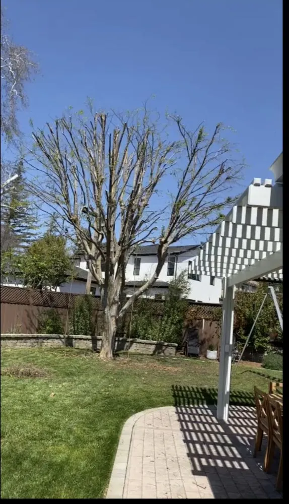 Reliable outdoor landscaping for beautiful yards across San Jose, CA - Artesanal Concepts