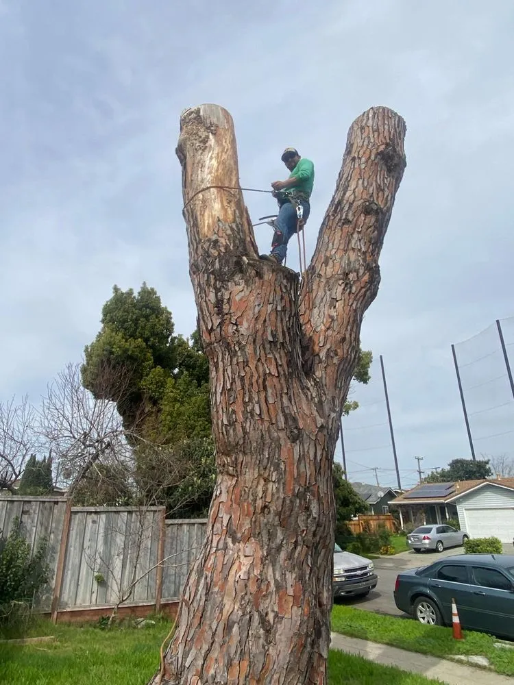 Reliable lawn mowing service with custom design across San Jose, CA - Artesanal Concepts