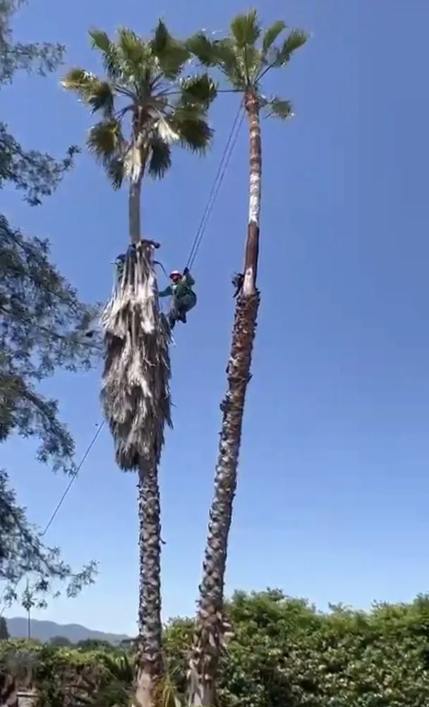 Affordable landscaping services for year-round maintenance across San Jose, CA - Artesanal Concepts