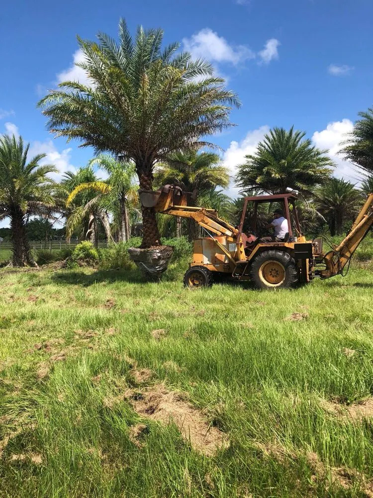 Affordable lawn care service in Mims, FL - Artesian Tree and Landscape