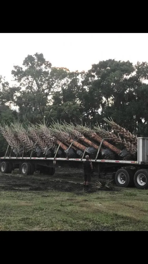 Top-rated landscaping services experts serving Mims, FL - Artesian Tree and Landscape