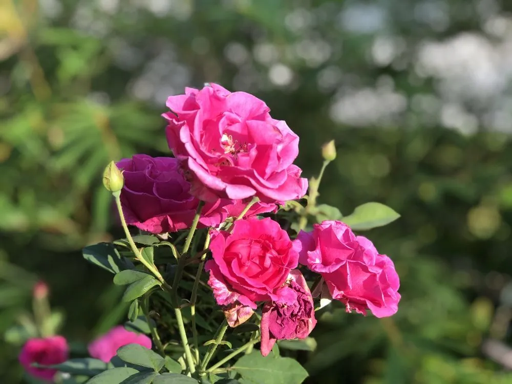 Trusted yard cleanup service in Naples, FL by Artful Exteriors