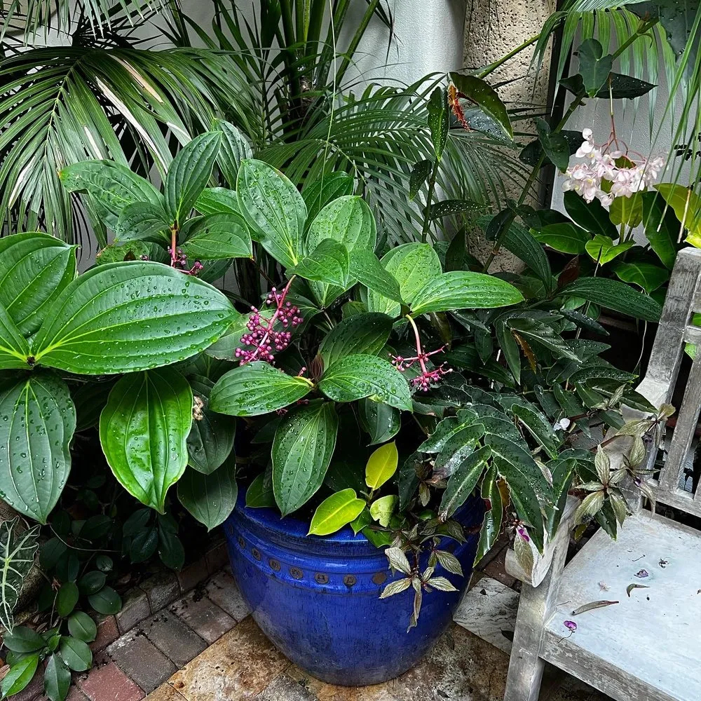 Top-rated residential landscaping experts serving Naples, FL - Artful Exteriors