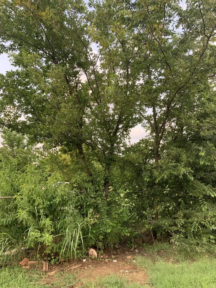 Trusted residential landscaping experts serving Flower mound, TX - Arthur Tree Service