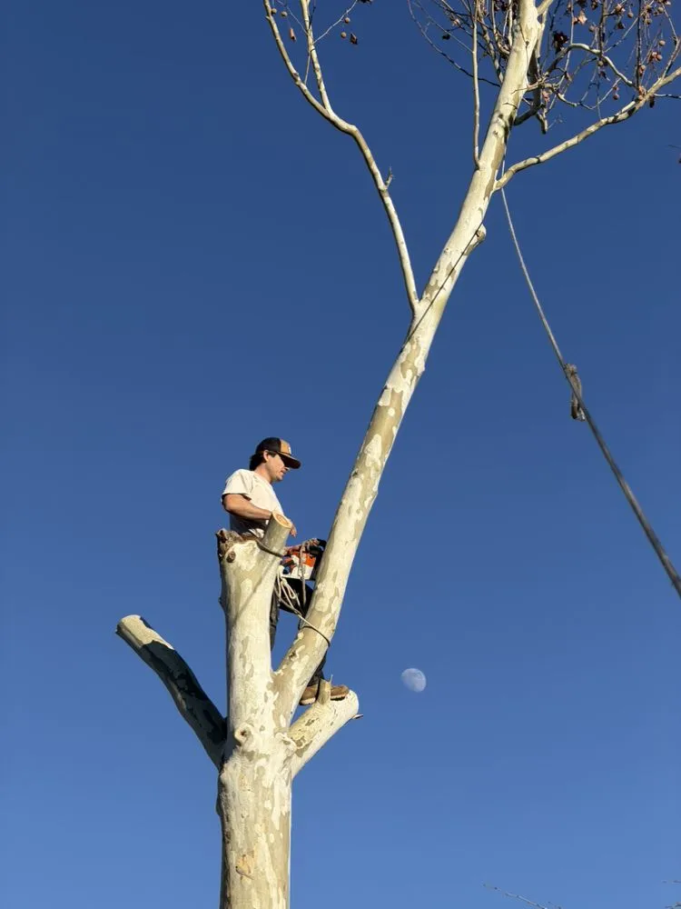 Affordable landscape design experts serving Flower mound, TX - Arthur Tree Service