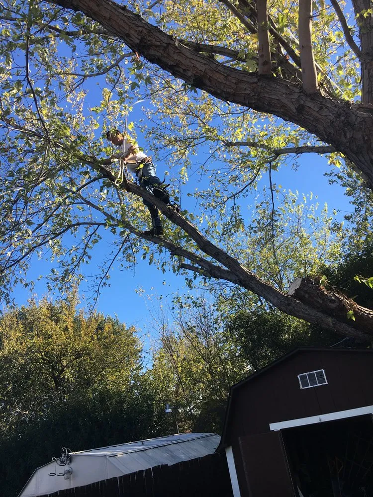 Expert lawn mowing service in Flower mound, TX by Arthur Tree Service