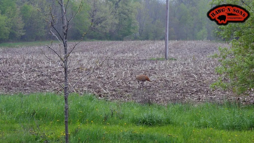 Trusted lawn care service for year-round maintenance across Bristol, WI - Arthur Weiler