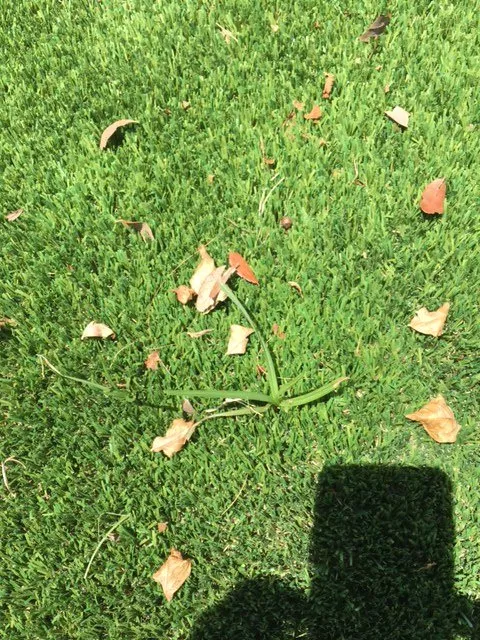 Top-rated landscape design experts serving Miami, FL - Artificial Grass Pros Of Miami