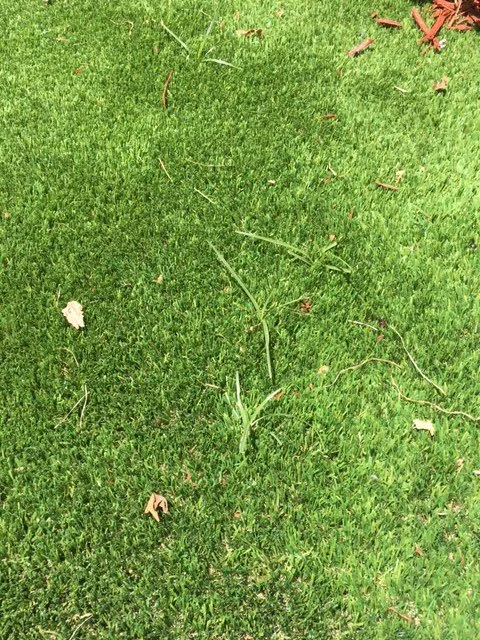 Expert garden landscaping for homes across Miami, FL - Artificial Grass Pros Of Miami