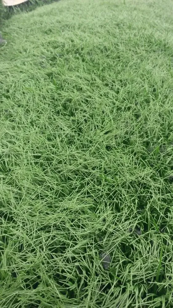 Top-rated landscape design experts serving Peoria, AZ - Artificial Grass Recyclers