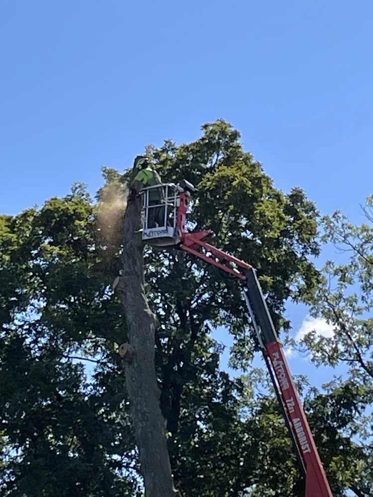 Top-rated lawn care service in Mount Holly Springs, PA - Artisan Arborist Tree Care