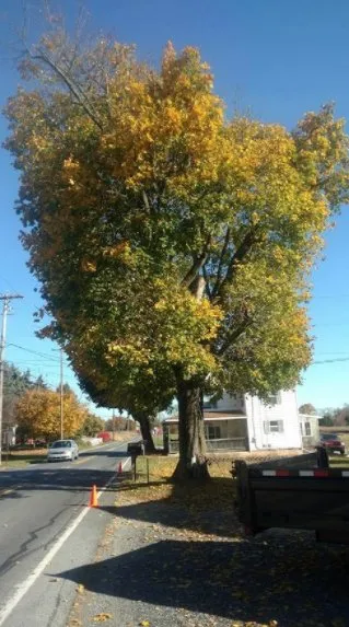 Reliable garden landscaping in Mount Holly Springs, PA - Artisan Arborist Tree Care