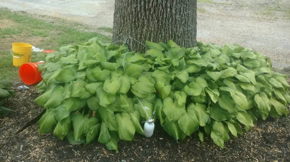 Affordable yard maintenance for year-round maintenance in Mount Holly Springs, PA by Artisan Arborist Tree Care