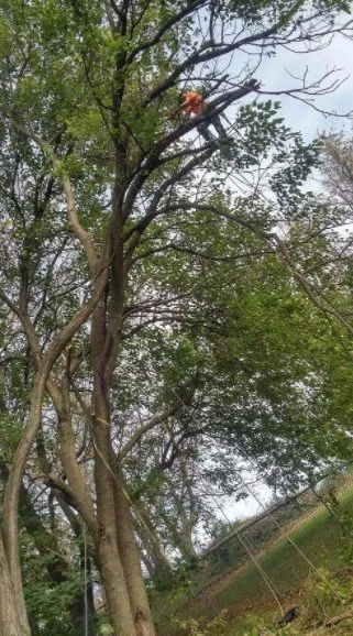 Professional lawn care service experts serving Mount Holly Springs, PA - Artisan Arborist Tree Care