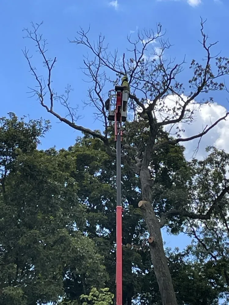 Top-rated outdoor landscaping experts serving Mount Holly Springs, PA - Artisan Arborist Tree Care