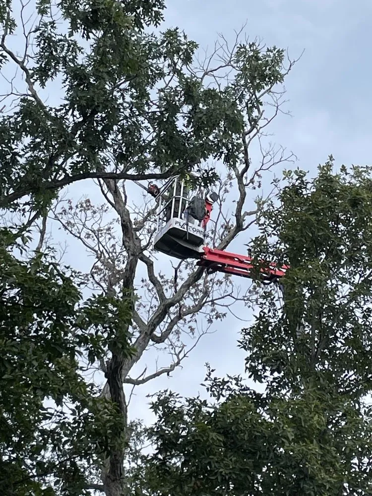 Reliable landscape installation for homes in Mount Holly Springs, PA by Artisan Arborist Tree Care