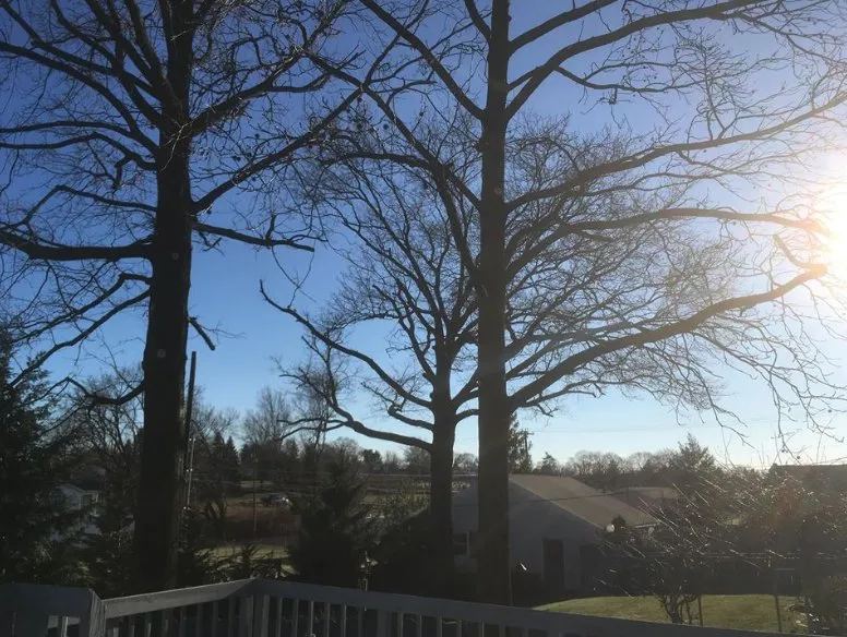 Reliable outdoor landscaping in Mount Holly Springs, PA - Artisan Arborist Tree Care