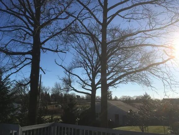 Affordable yard maintenance experts serving Mount Holly Springs, PA - Artisan Arborist Tree Care