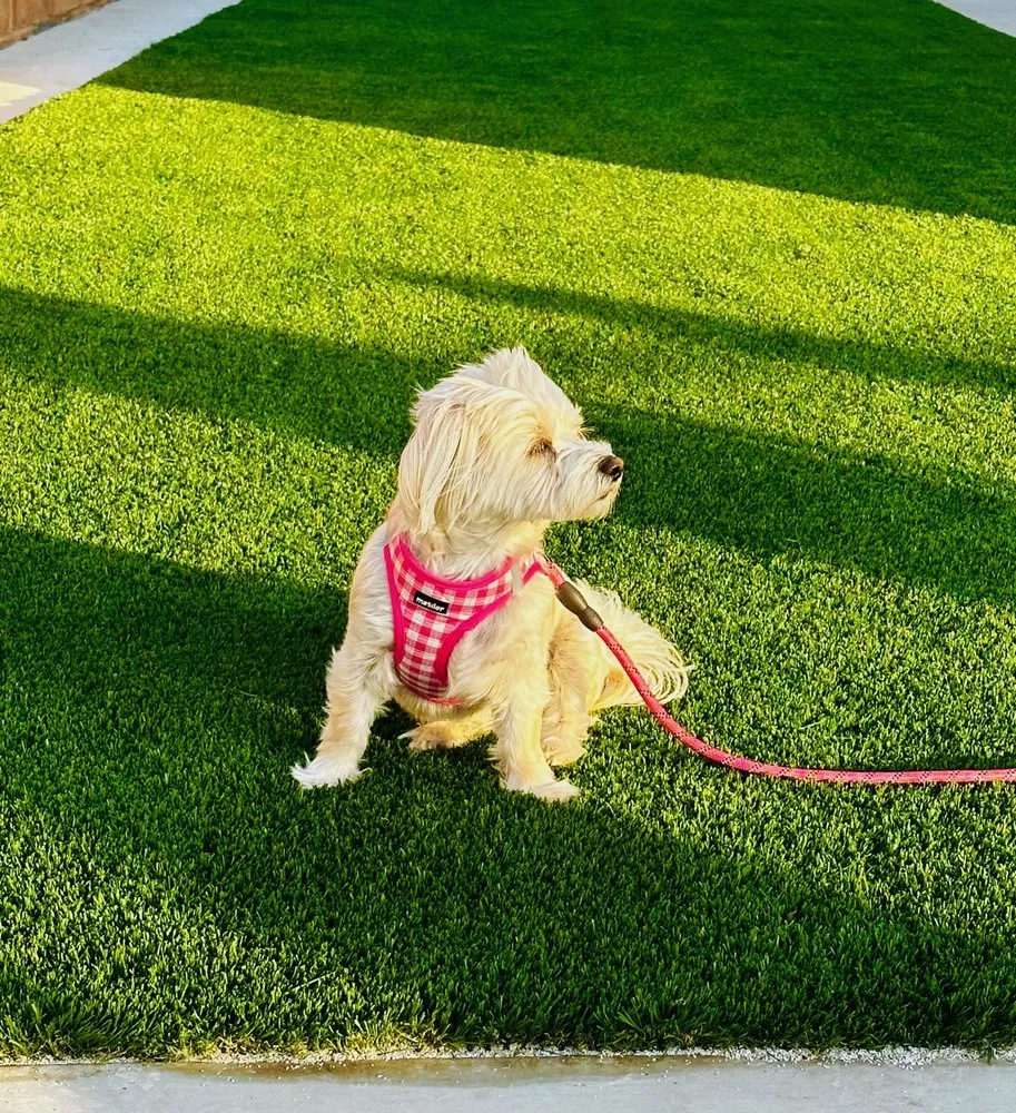 Professional lawn mowing service experts serving Tysons, VA - Artisan Concept Exteriors