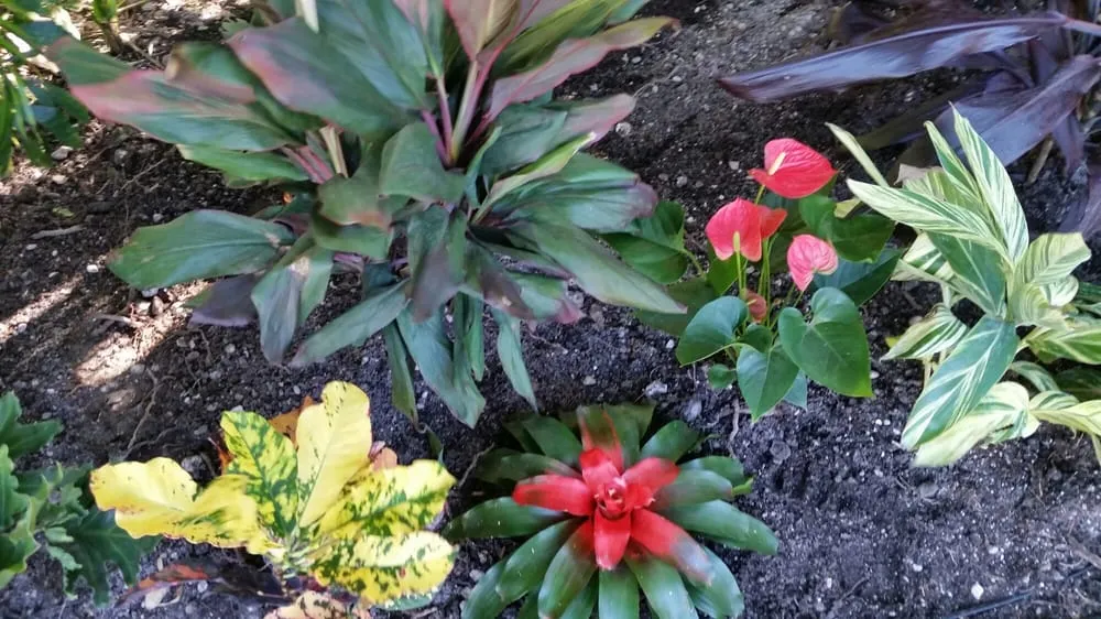 Professional yard cleanup service in Fort Lauderdale, FL - Artisan Landscapes