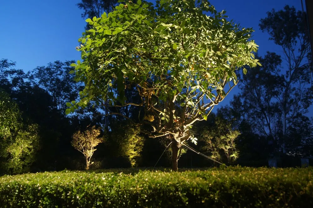 Affordable yard maintenance in Lake Elsinore, CA - Artisan Light & Landscape