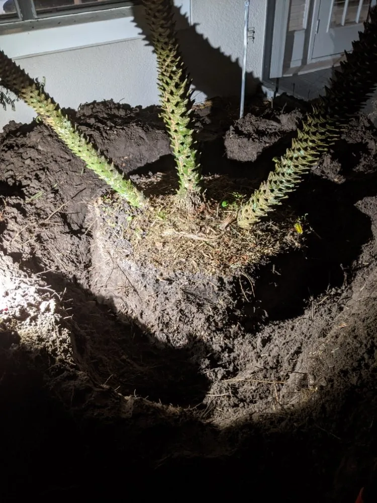 Local landscape installation in Longwood, FL - Artiscape