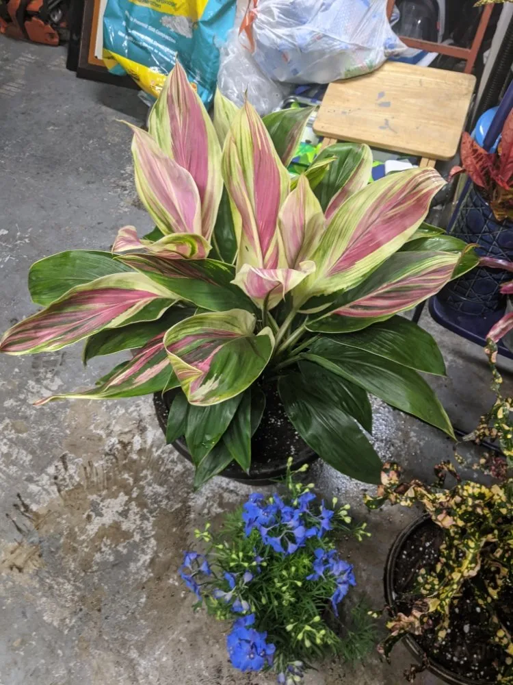 Custom residential landscaping experts serving Longwood, FL - Artiscape