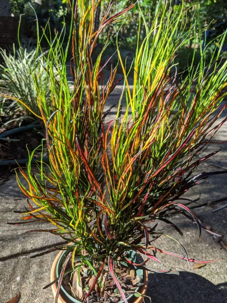 Professional garden landscaping experts serving Longwood, FL - Artiscape