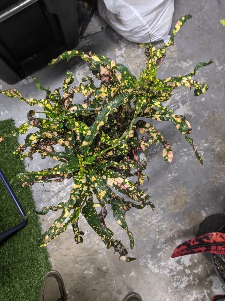 Custom outdoor landscaping in Longwood, FL - Artiscape