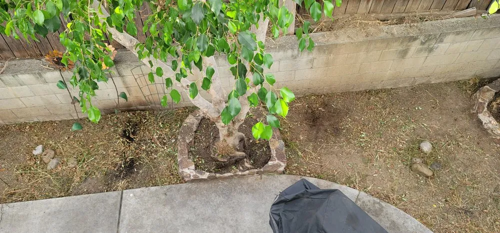 Top-rated landscaping services with custom design in Lakeside, CA by Artistic Arbor Gardens