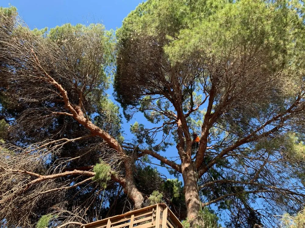 Affordable yard maintenance experts serving Lakeside, CA - Artistic Arbor Gardens