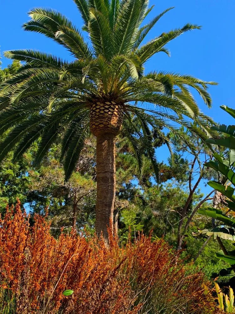 Affordable yard cleanup service experts serving Lakeside, CA - Artistic Arbor Gardens