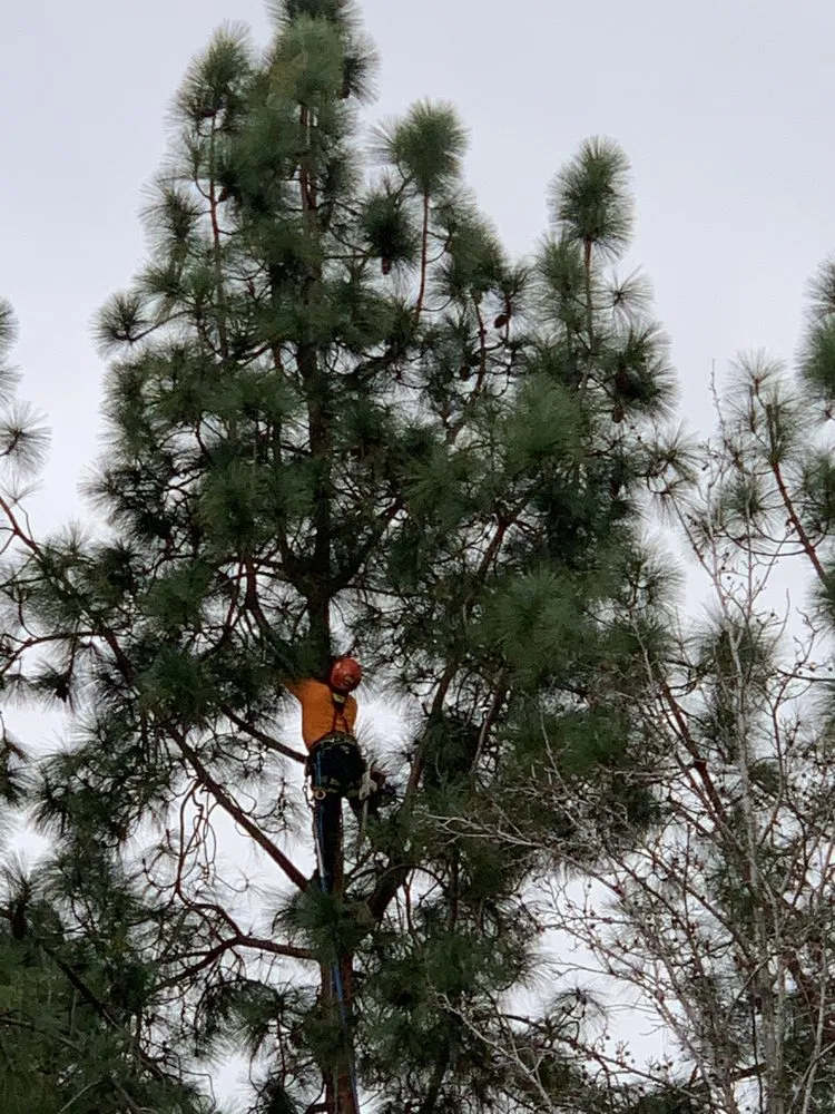 Reliable lawn mowing service in Lakeside, CA by Artistic Arbor Gardens