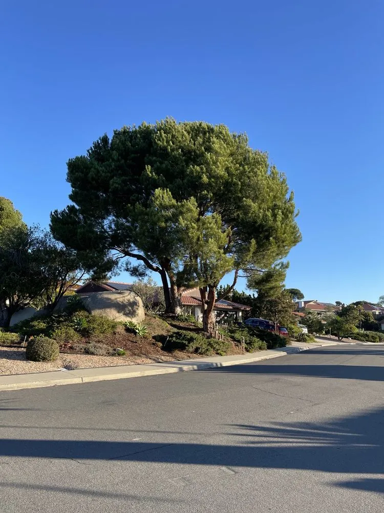 Professional landscape installation in Lakeside, CA by Artistic Arbor Gardens