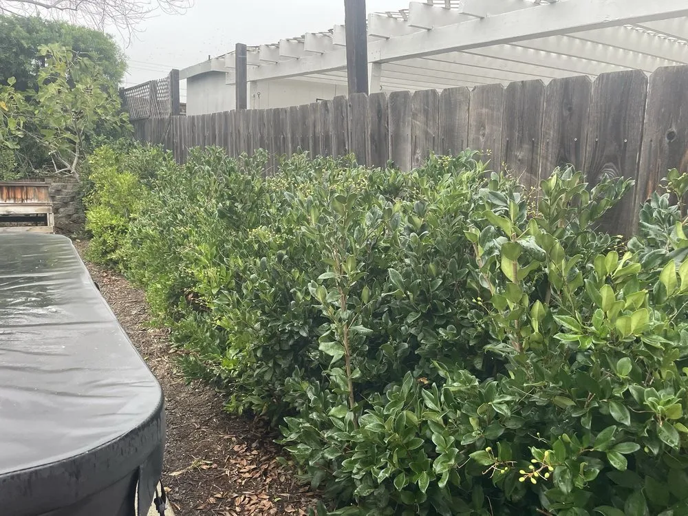 Professional landscaping services experts serving San Diego, CA - Artistic Arbor Gardens