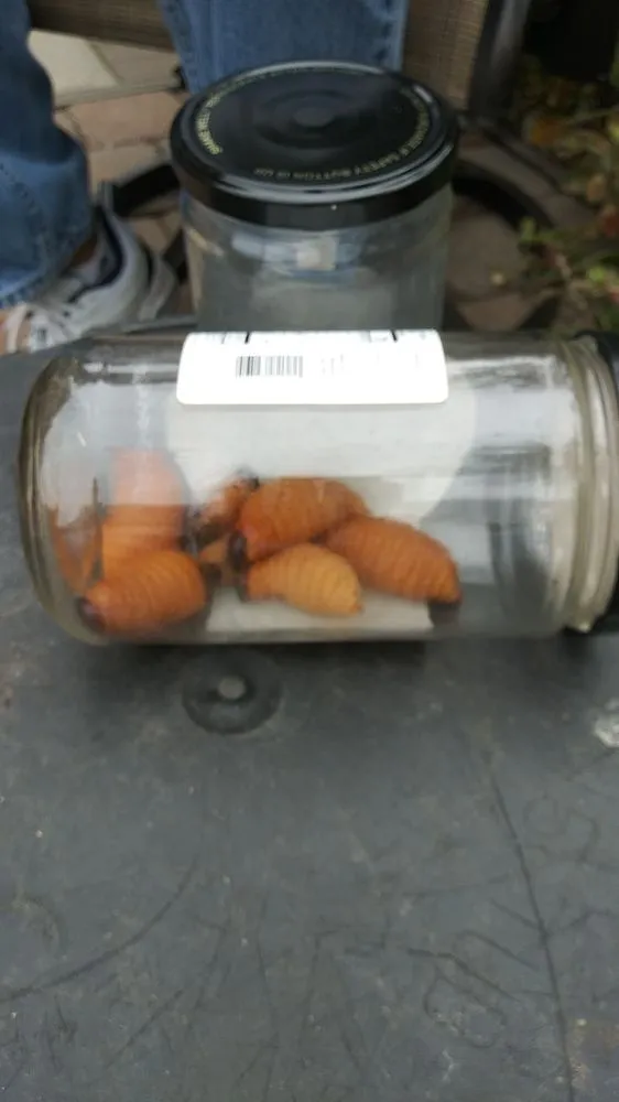 Local lawn mowing service for residential properties across San Diego, CA - Artistic Arbor Gardens