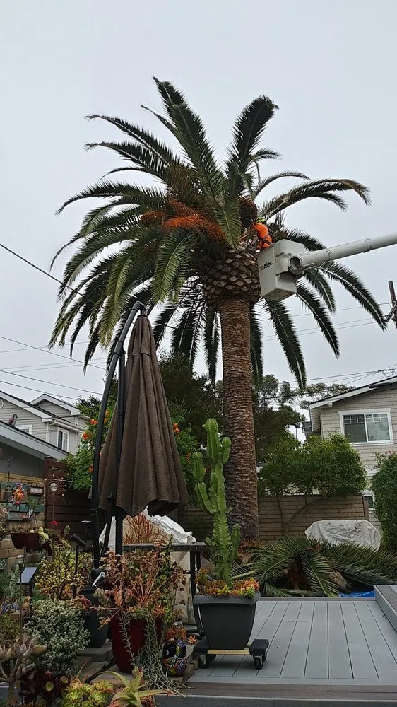 Custom residential landscaping in San Diego, CA - Artistic Arbor Gardens