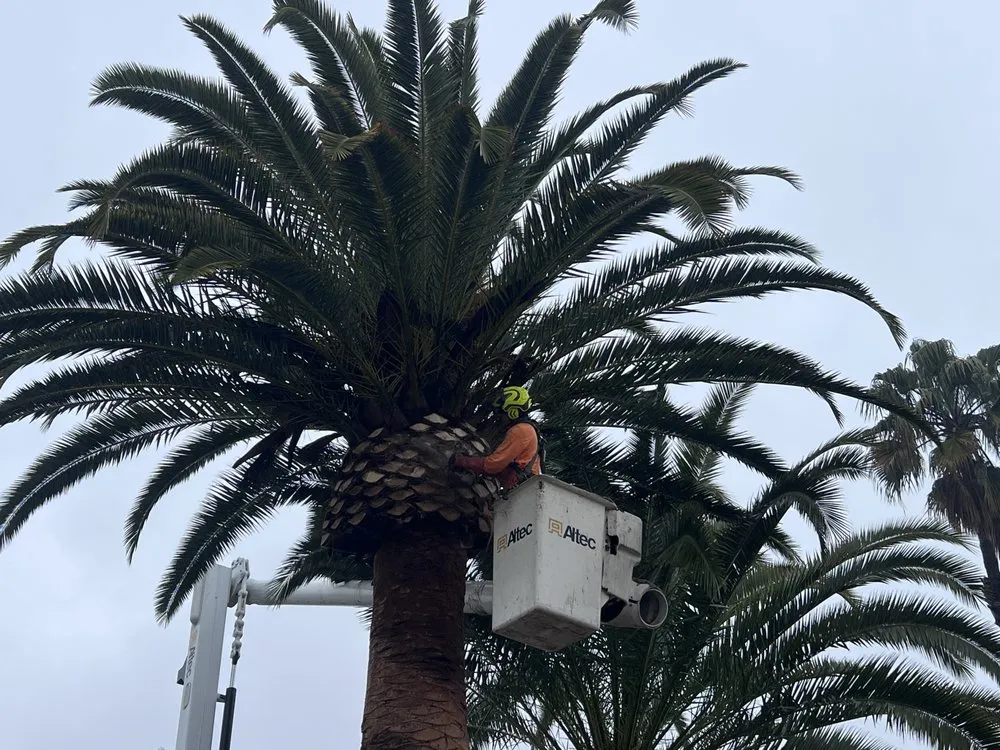 Local landscaping services experts serving San Diego, CA - Artistic Arbor Gardens