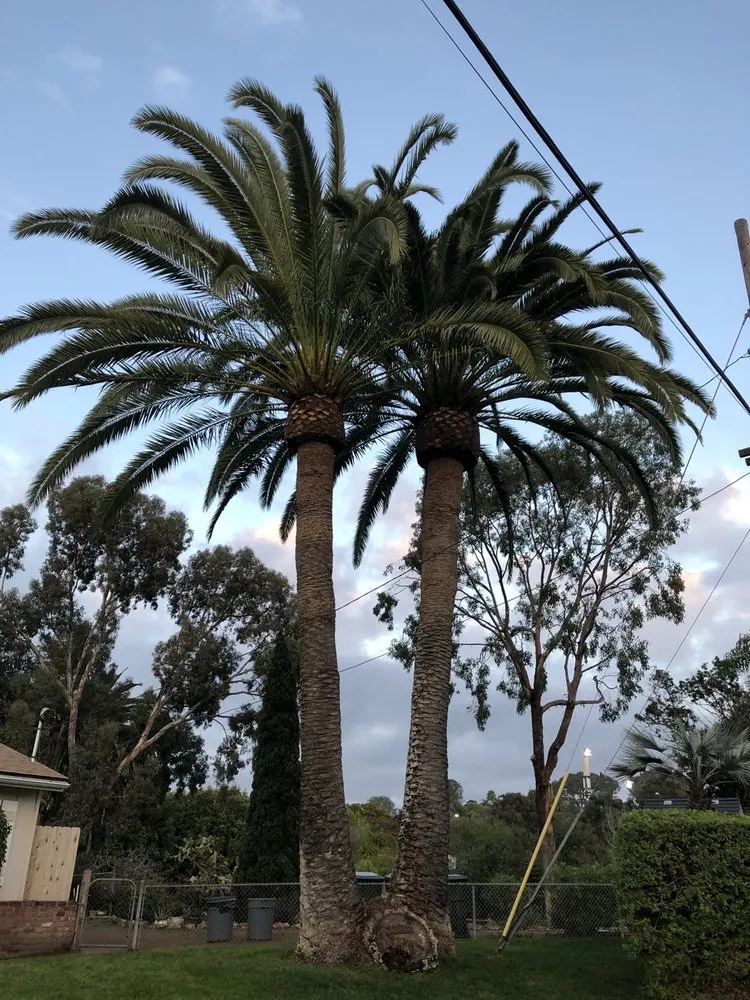 Custom landscaping services in Ramona, CA by Artistic Arborist