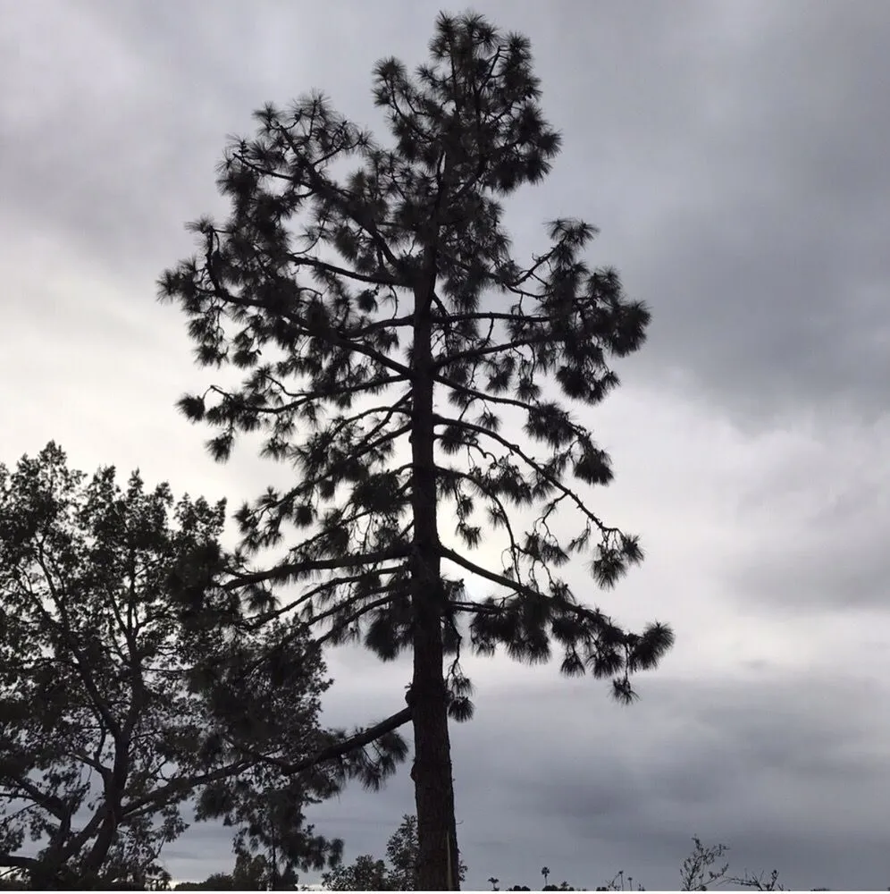 Affordable landscape installation in Ramona, CA by Artistic Arborist