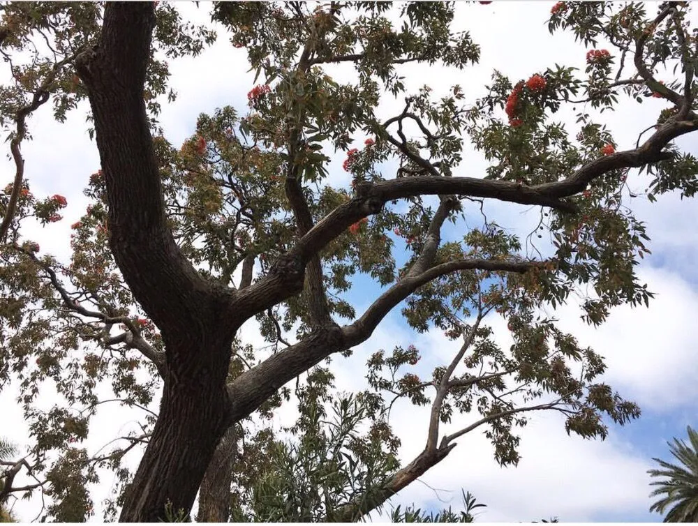 Professional lawn mowing service for outdoor upgrades across Ramona, CA - Artistic Arborist