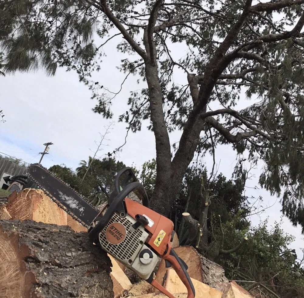 Top-rated landscaping services experts serving Ramona, CA - Artistic Arborist