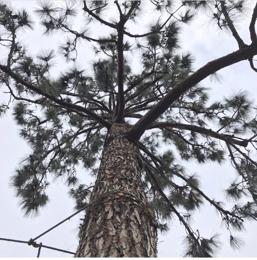 Affordable landscaping services experts serving Ramona, CA - Artistic Arborist